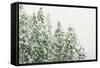 Winter Forest-null-Framed Stretched Canvas
