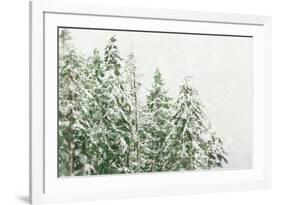 Winter Forest-null-Framed Photographic Print