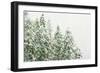 Winter Forest-null-Framed Premium Photographic Print