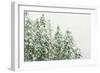 Winter Forest-null-Framed Premium Photographic Print