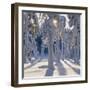 Winter Forest-Hans Strand-Framed Photographic Print