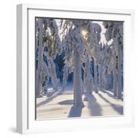 Winter Forest-Hans Strand-Framed Photographic Print