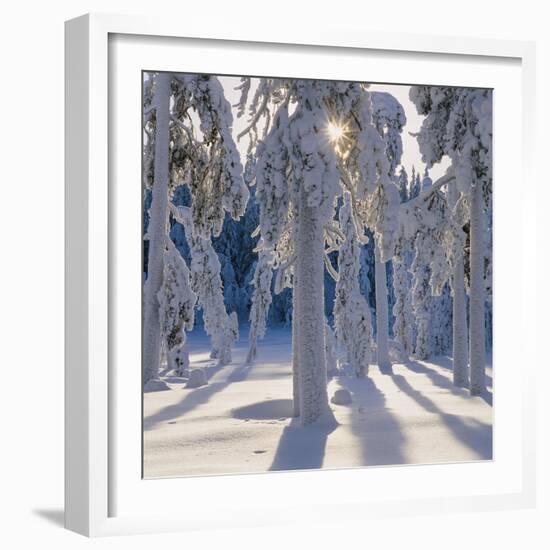 Winter Forest-Hans Strand-Framed Photographic Print