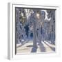 Winter Forest-Hans Strand-Framed Photographic Print
