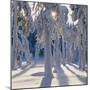 Winter Forest-Hans Strand-Mounted Photographic Print