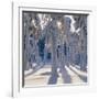 Winter Forest-Hans Strand-Framed Photographic Print