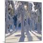 Winter Forest-Hans Strand-Mounted Photographic Print
