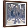 Winter Forest-Hans Strand-Framed Photographic Print