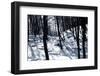 Winter Forest-ginton-Framed Photographic Print