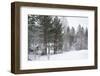 Winter Forest-nblx-Framed Photographic Print