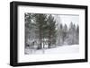 Winter Forest-nblx-Framed Photographic Print