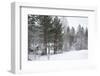 Winter Forest-nblx-Framed Photographic Print