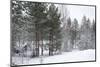 Winter Forest-nblx-Mounted Photographic Print