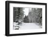 Winter Forest-nblx-Framed Photographic Print