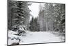 Winter Forest-nblx-Mounted Photographic Print