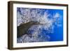 Winter Forest-Yanika-Framed Photographic Print