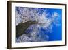 Winter Forest-Yanika-Framed Photographic Print