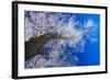 Winter Forest-Yanika-Framed Photographic Print