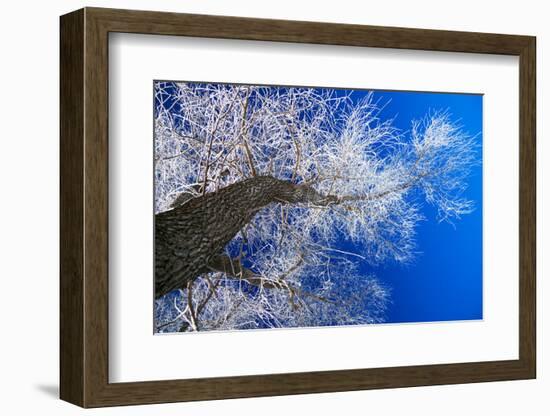 Winter Forest-Yanika-Framed Photographic Print