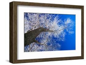 Winter Forest-Yanika-Framed Photographic Print