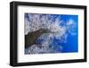 Winter Forest-Yanika-Framed Photographic Print