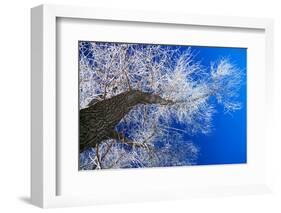 Winter Forest-Yanika-Framed Photographic Print