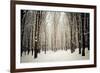 Winter Forest-oksix-Framed Photographic Print