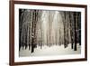 Winter Forest-oksix-Framed Photographic Print