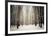 Winter Forest-oksix-Framed Photographic Print