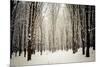 Winter Forest-oksix-Mounted Photographic Print