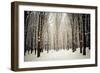 Winter Forest-oksix-Framed Photographic Print