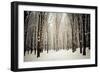 Winter Forest-oksix-Framed Photographic Print