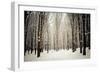 Winter Forest-oksix-Framed Photographic Print