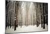 Winter Forest-oksix-Mounted Photographic Print