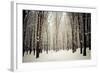 Winter Forest-oksix-Framed Photographic Print