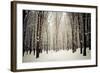 Winter Forest-oksix-Framed Photographic Print