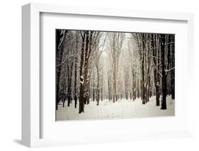 Winter Forest-oksix-Framed Photographic Print