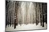 Winter Forest-oksix-Mounted Photographic Print