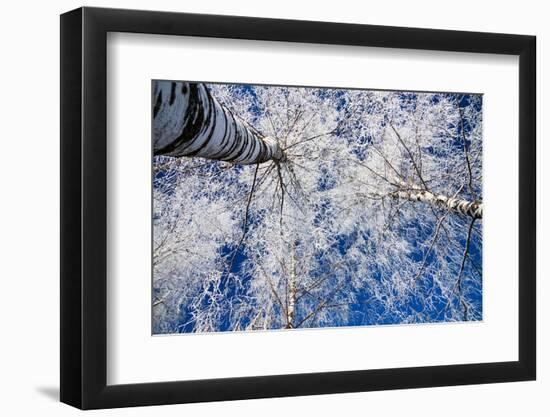 Winter Forest-Yanika-Framed Photographic Print