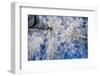 Winter Forest-Yanika-Framed Photographic Print