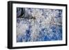 Winter Forest-Yanika-Framed Photographic Print