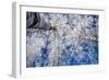 Winter Forest-Yanika-Framed Photographic Print