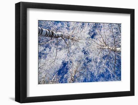 Winter Forest-Yanika-Framed Photographic Print