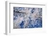 Winter Forest-Yanika-Framed Photographic Print