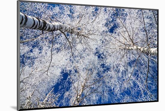 Winter Forest-Yanika-Mounted Photographic Print