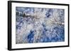 Winter Forest-Yanika-Framed Photographic Print