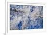 Winter Forest-Yanika-Framed Photographic Print