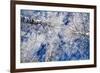 Winter Forest-Yanika-Framed Photographic Print