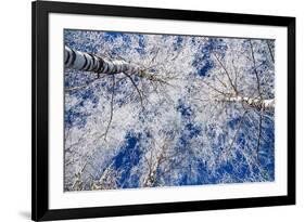 Winter Forest-Yanika-Framed Photographic Print