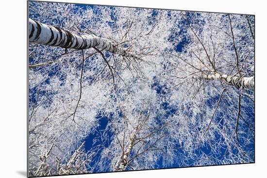 Winter Forest-Yanika-Mounted Photographic Print